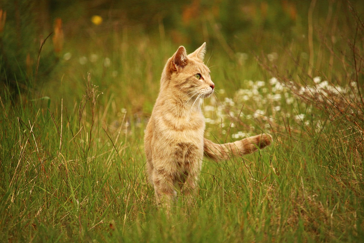 嫩江猫咪出售信息网最新，嫩江猫咪出售信息指南：品种概览、最新动态与选购饲养建议