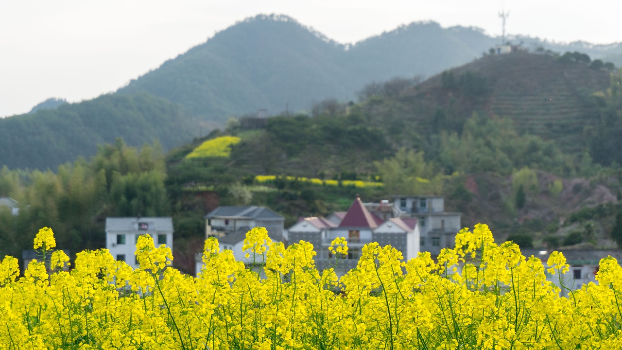 旺山周边公寓出租信息最新，旺山周边公寓出租信息最新汇总：全面解析租赁市场与公寓详情