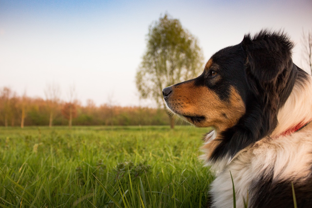 牧羊犬最新信息，牧羊犬全面指南：最新信息、训练技巧与健康关注