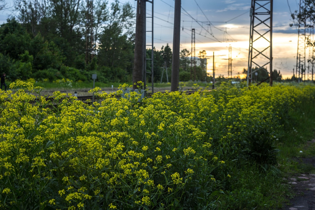 东昌路封路最新动态，施工进度、交通绕行指南及影响分析，东昌路封路实时更新，施工进度解析与交通绕行攻略