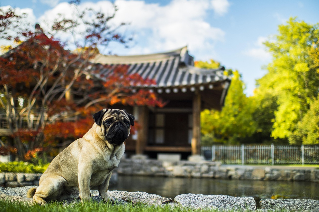 风犬少年的天空最新一集深度解析与观感分享，风犬少年的天空最新一集深度解析与心得分享