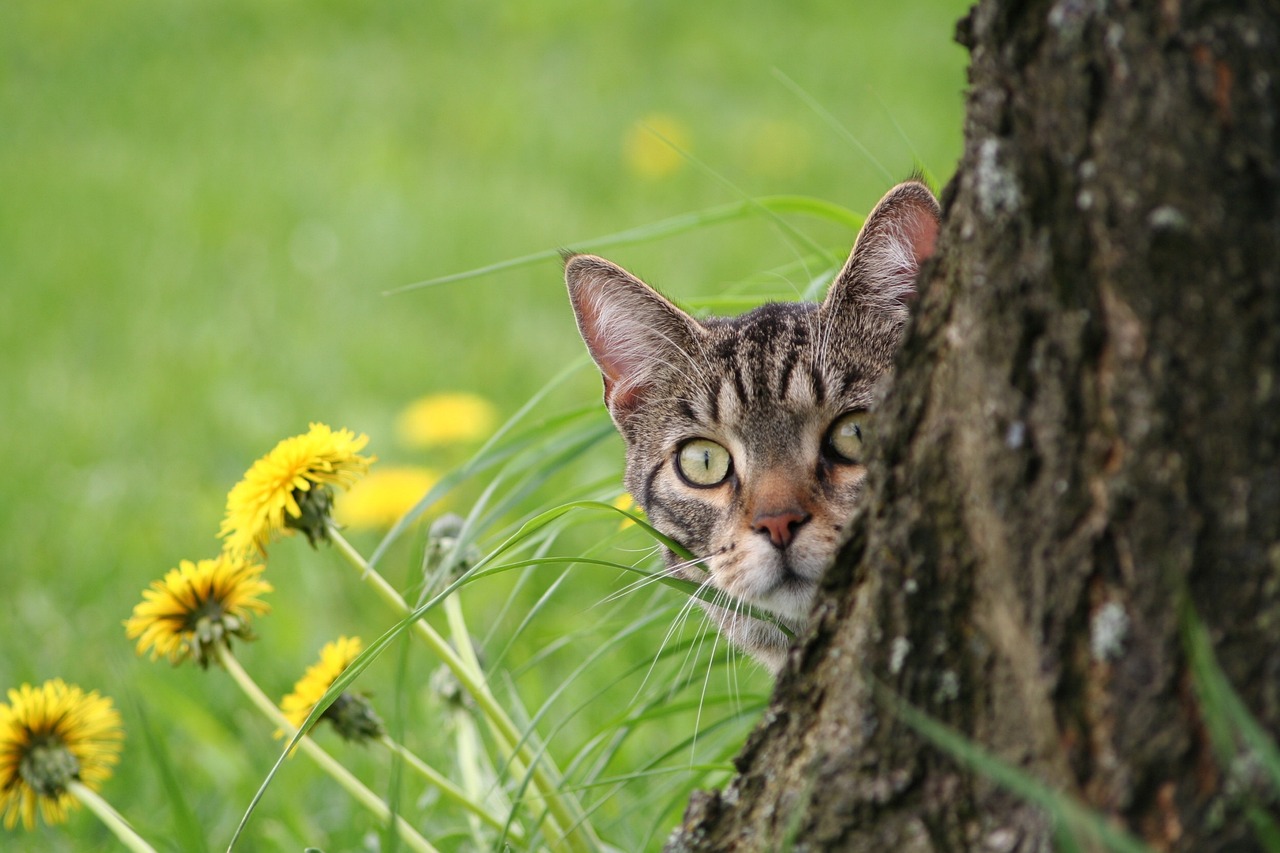 最新秦皇岛猫咪出租信息全面解析，秦皇岛猫咪出租信息最新全面解析