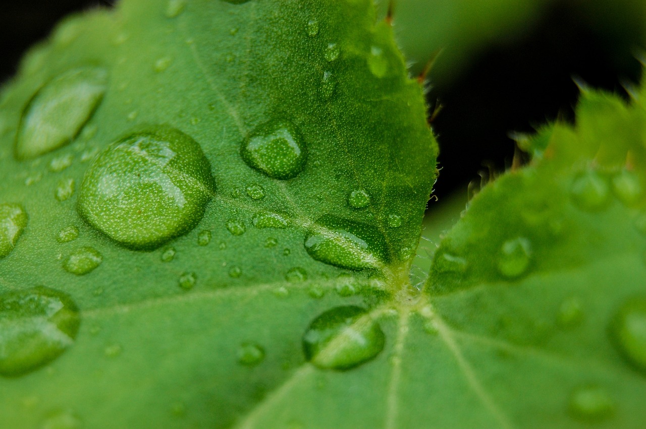 虾最新信息，最新虾类资讯大盘点