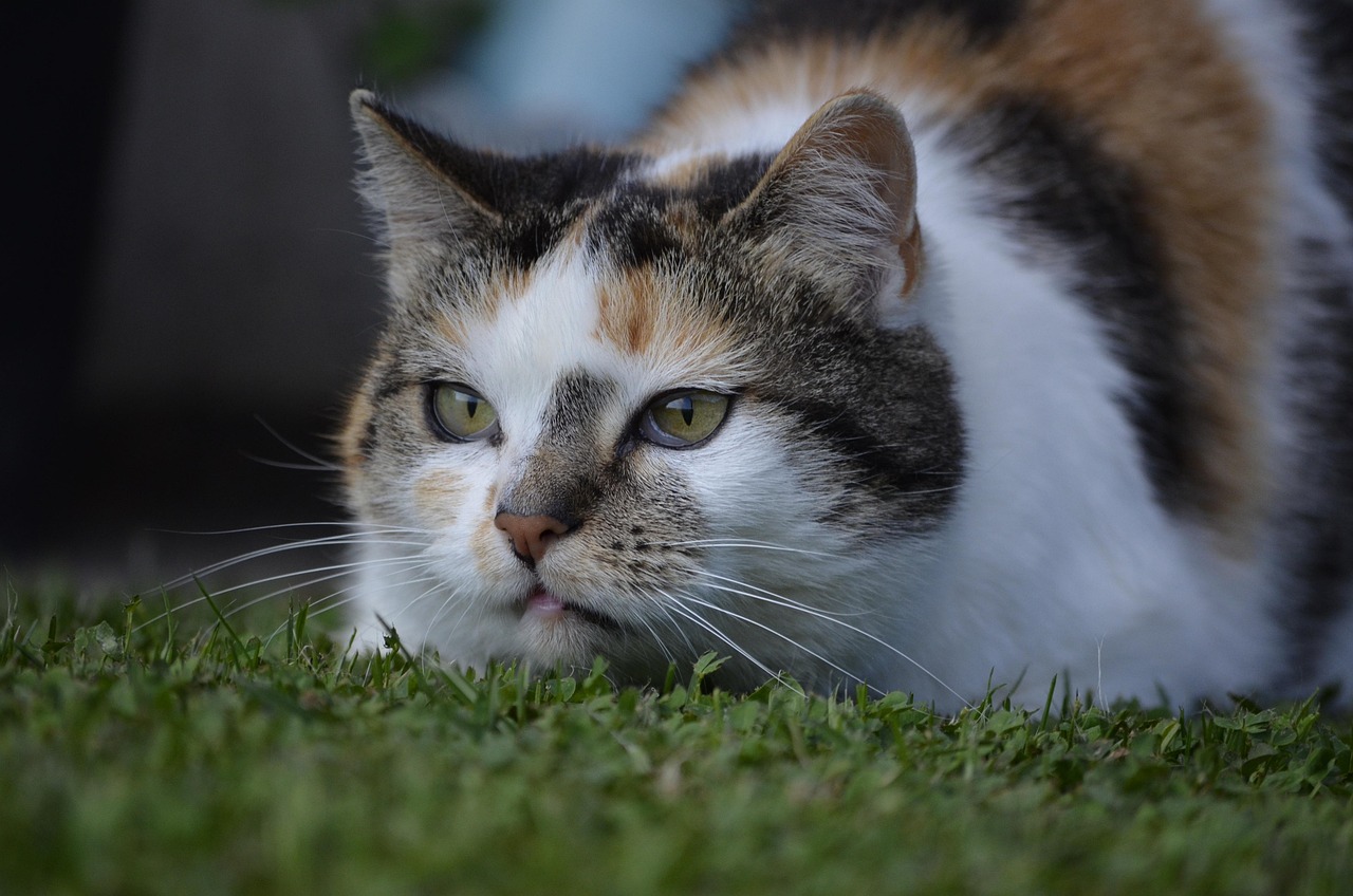 央视曝光猫贷套路：宠物领养背后的经济风险与法律挑战