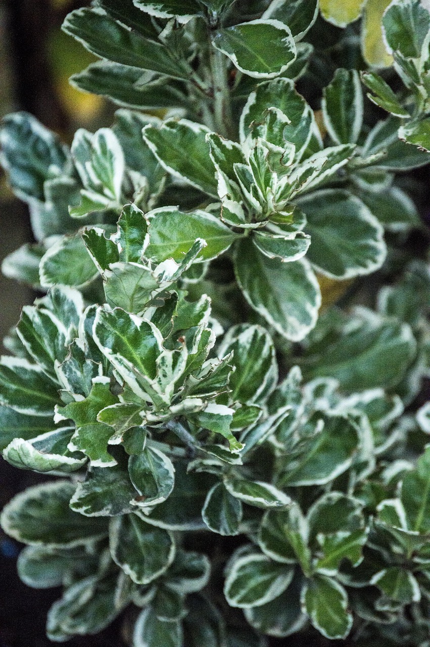 太原植物园焕新升级，最新消息解读绿色生态新篇章，太原植物园焕新升级，开启绿色生态新篇章