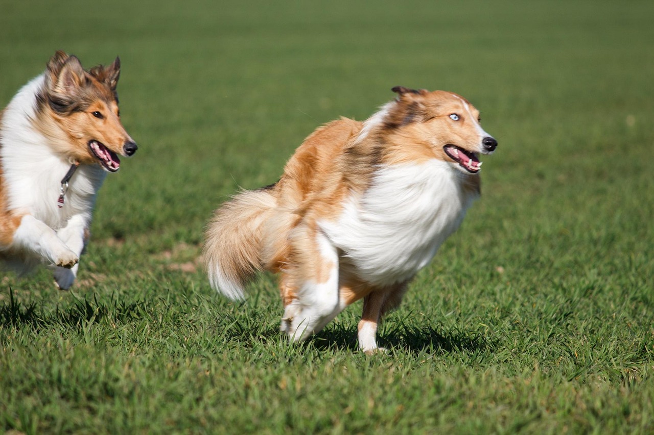 脊背犬狩猎价格表最新，最新脊背犬狩猎价格分析及购买指南