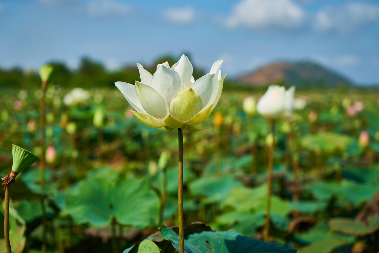 言承旭夏花深情告白徐若晗·动态播报，言承旭对徐若晗深情告白，夏花中的浪漫瞬间动态播报