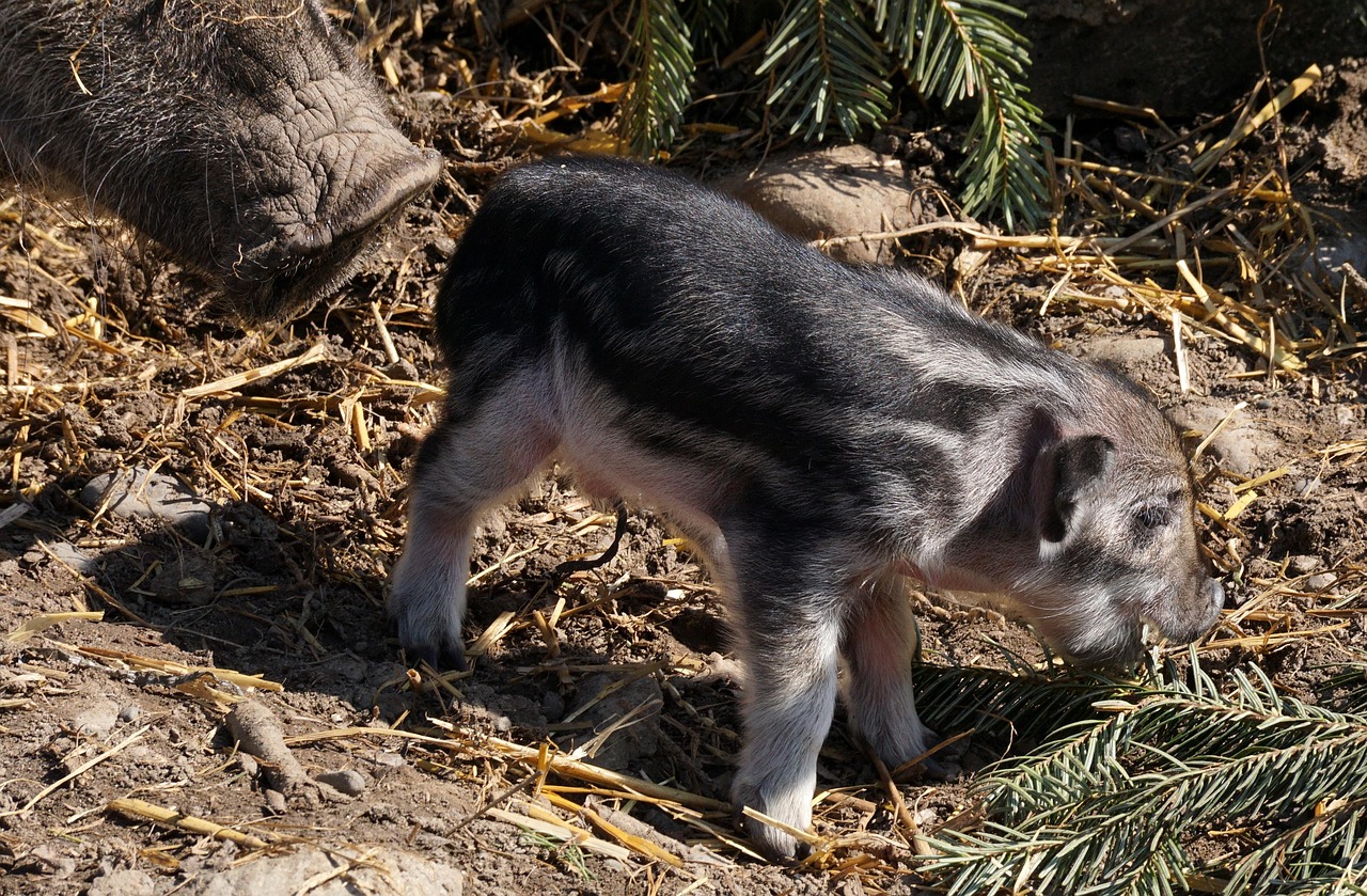 最新生猪价格 新闻，最新生猪价格动态：全球市场概况、中国动态及未来展望