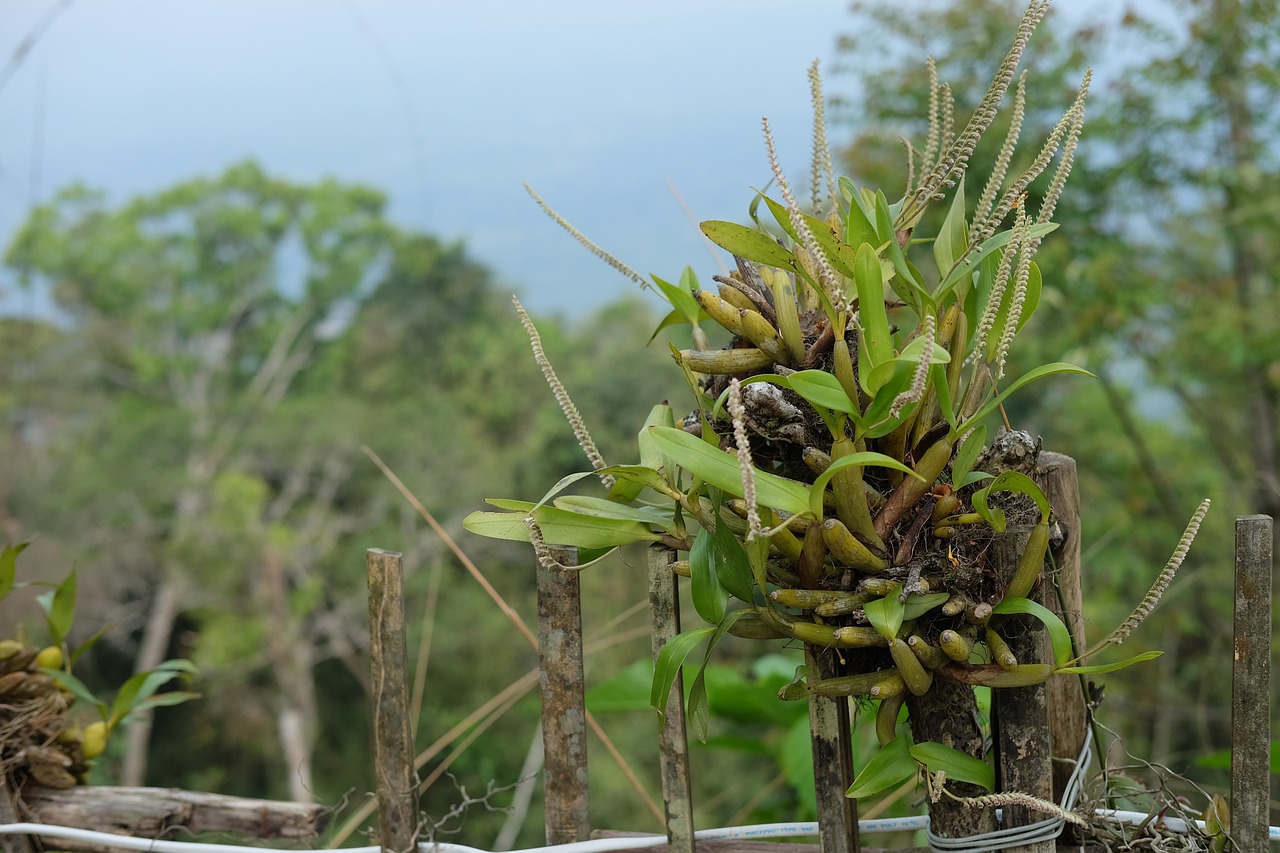 信阳毛尖茶产业的品牌建设·动态分析，信阳毛尖茶品牌建设动态解析