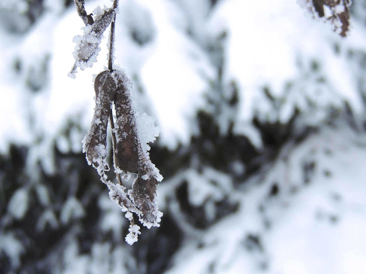 3月暴雪频发，罕见现象还是气候变化的征兆？快速监测技术助力应对，3月暴雪频发，气候变迁信号还是偶发现象？监测技术助力应对策略