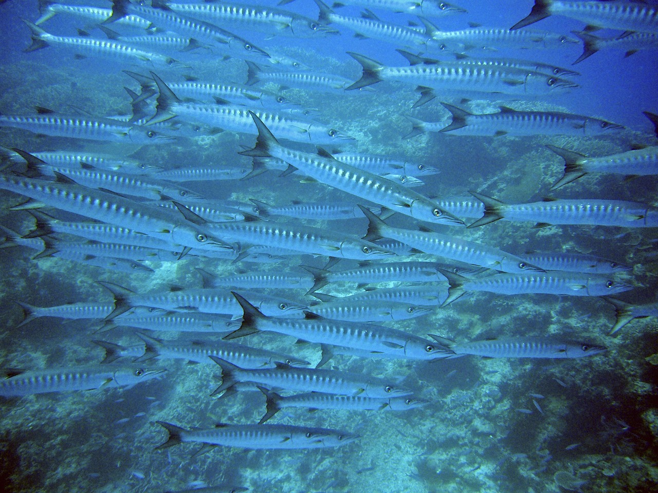 各种海鱼寿命排行榜最新，各种海鱼寿命排行榜最新揭秘：海洋生态保护与渔业管理的关键参考